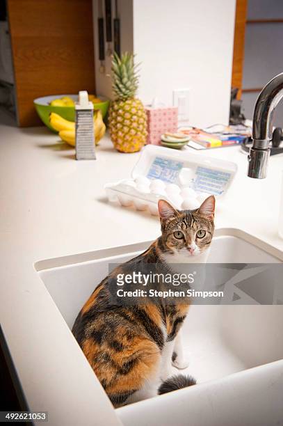 arrogant house cat in the sink - tortoise shell ストックフォトと画像