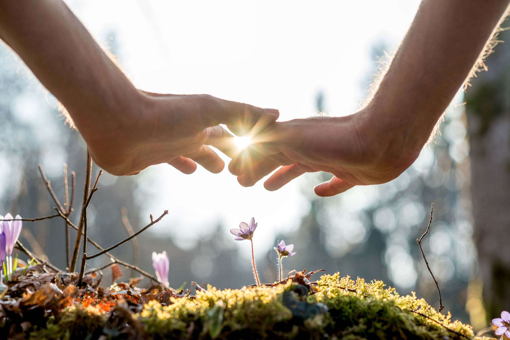 flower preservation