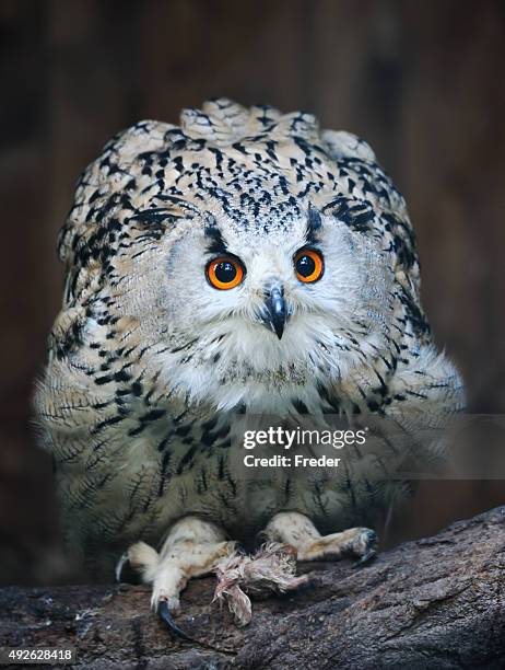 eurasian eagle owl - eurasian eagle owl stockfoto's en -beelden