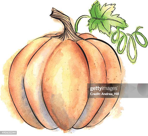 vector pumpkin with watercolor and ink elements - pumpkin stock illustrations