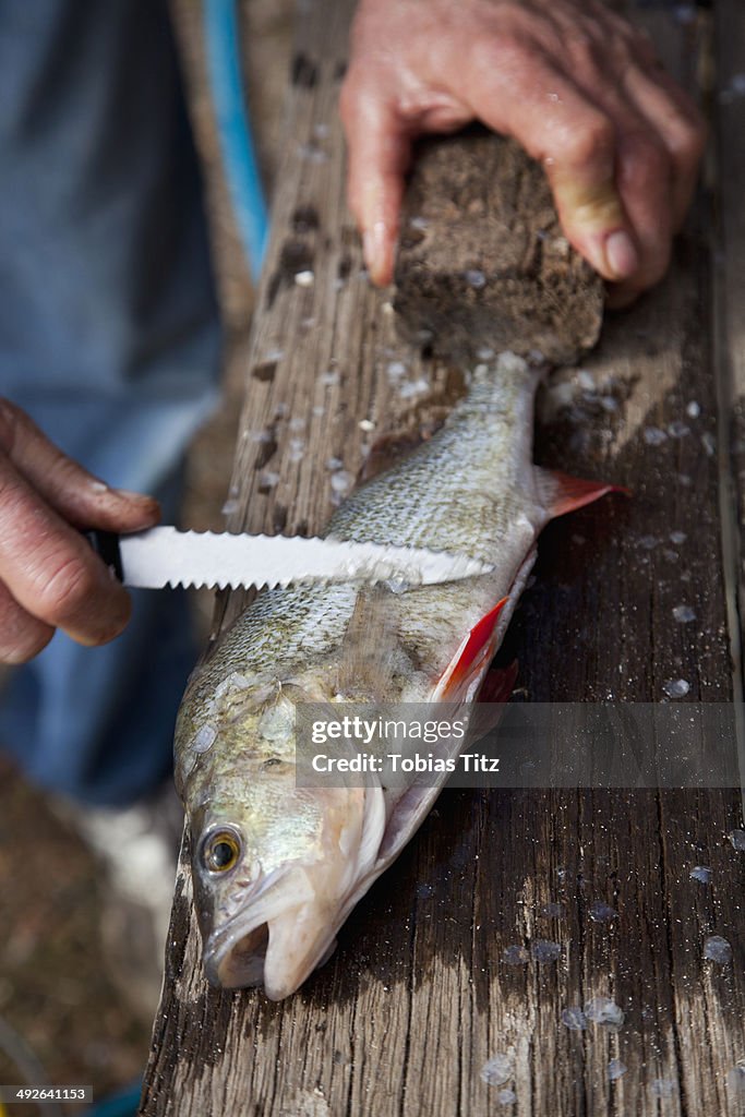 Scraping scales from fish using kitchen knife, close-up