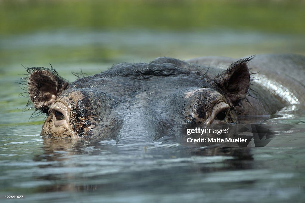 Hippopotamus swimming in water, close-up