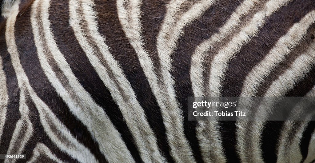 Close-up of zebra