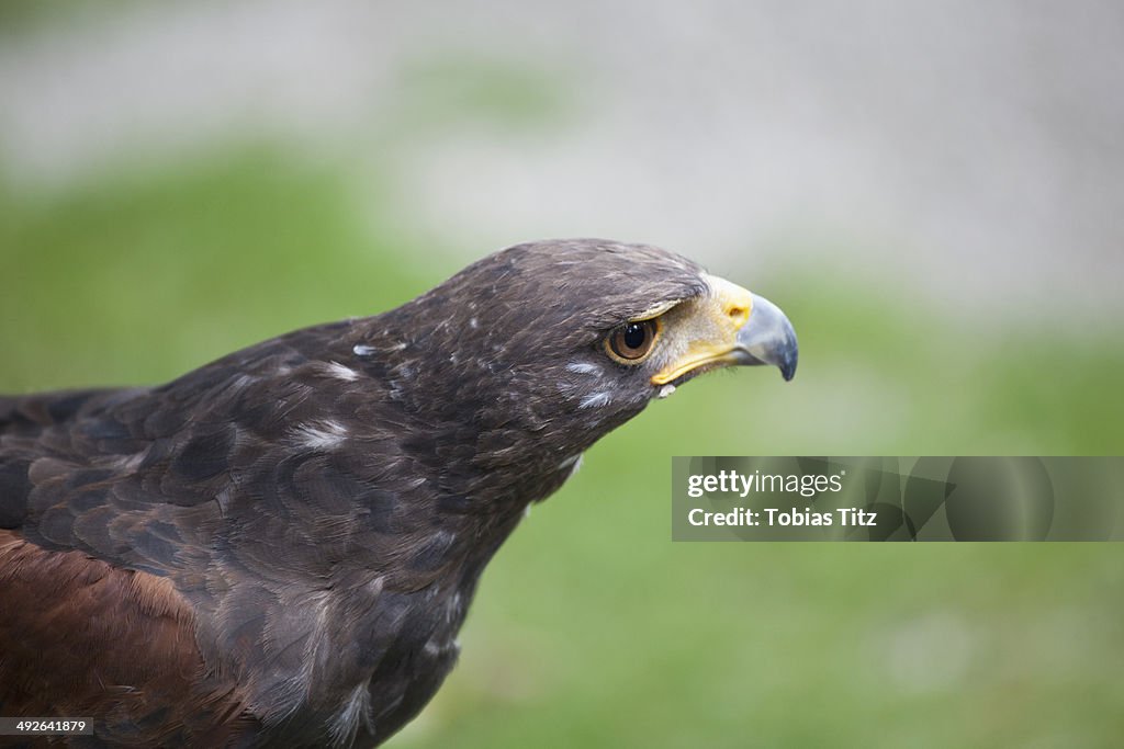 Close-up of eagle