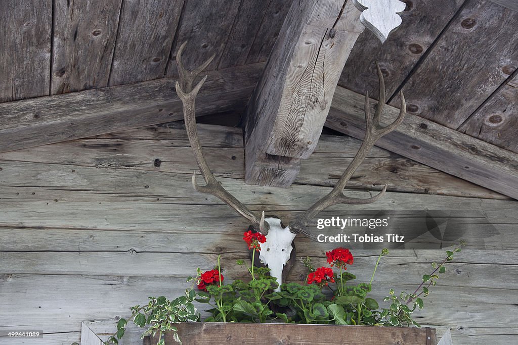 Low angle view of taxidermy