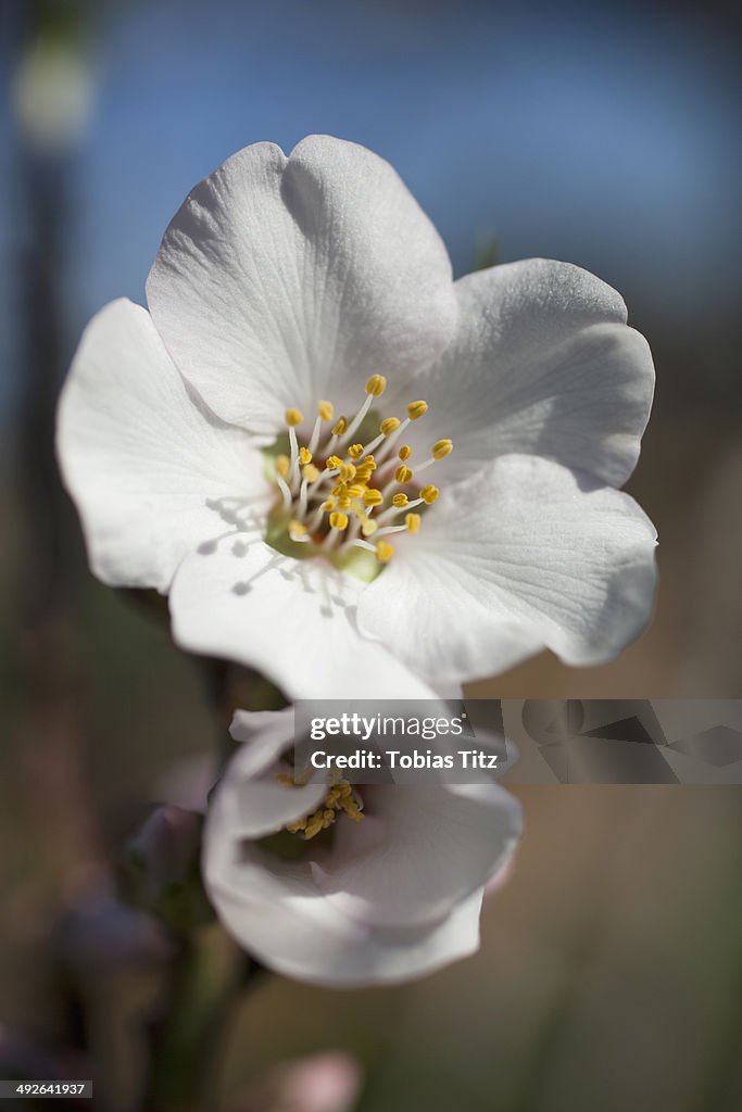 Close-up of cherry blossom