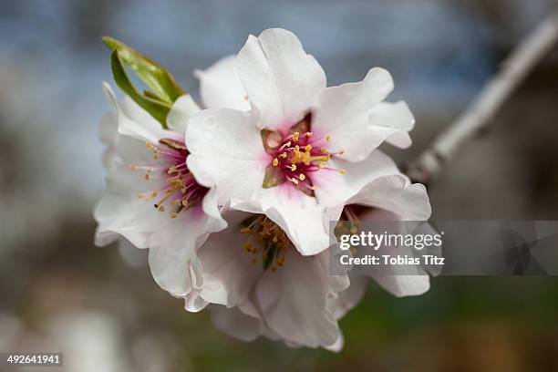 Closeup Of Cherry Blossom, Foto de stock