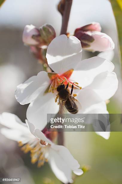 honey bee on cherry blossom - pollination stock pictures, royalty-free photos & images