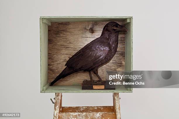 stuffed crow in a shadow box - empty shadow box stock pictures, royalty-free photos & images
