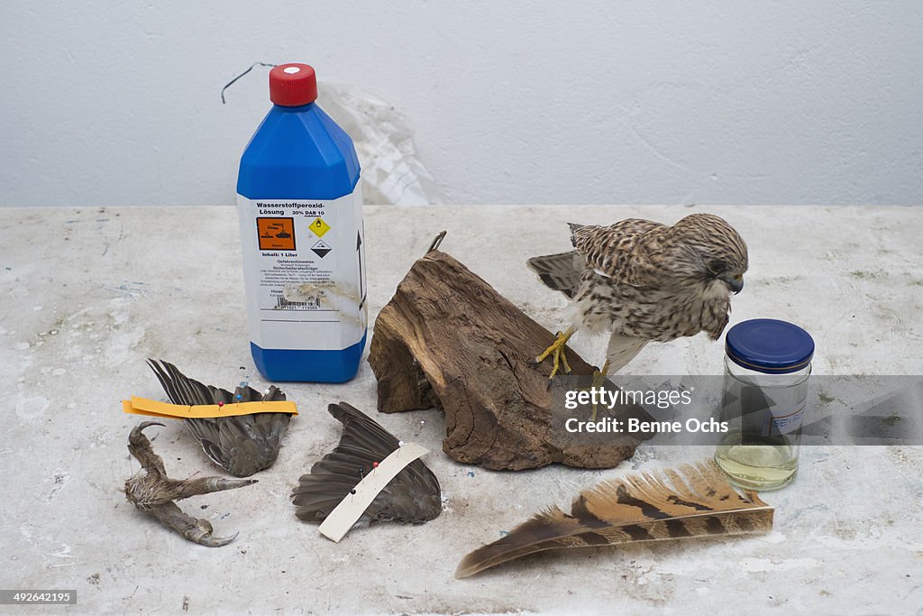 A stuffed bird with various tools used for taxidermy