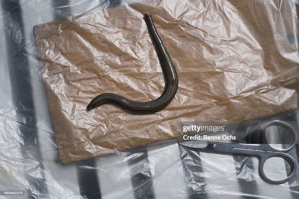 Worm and scissors on plastic, close-up