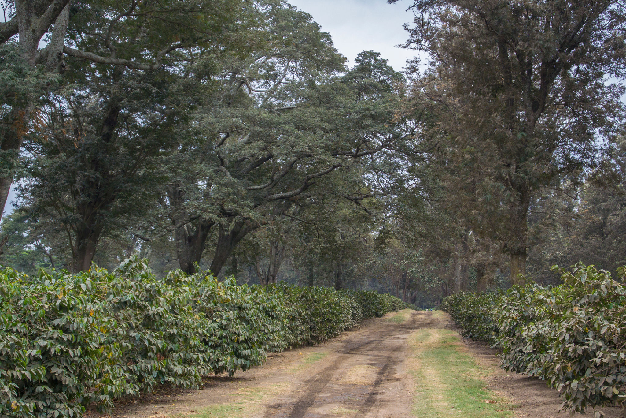 arusha vineyard