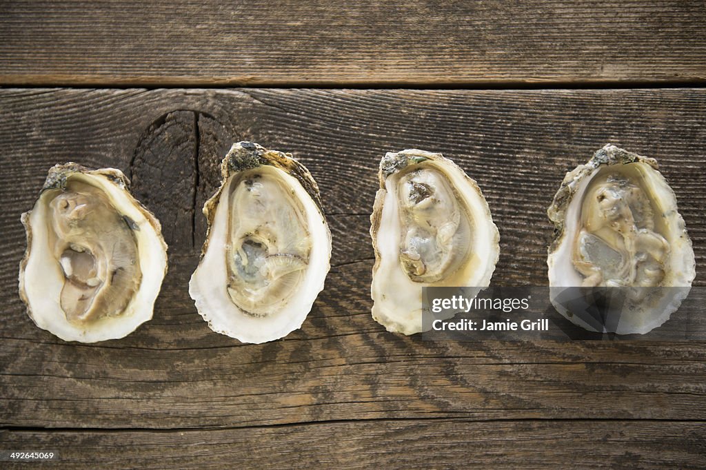 Studio shot of oysters