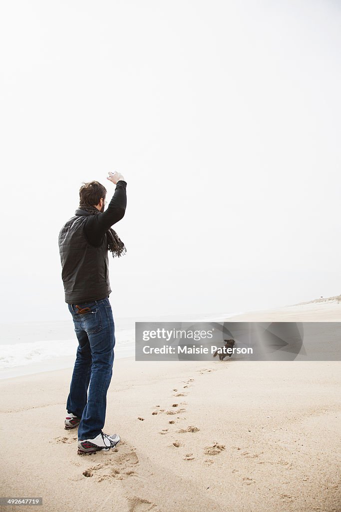 Dachshund fetching on beach, New York State, USA