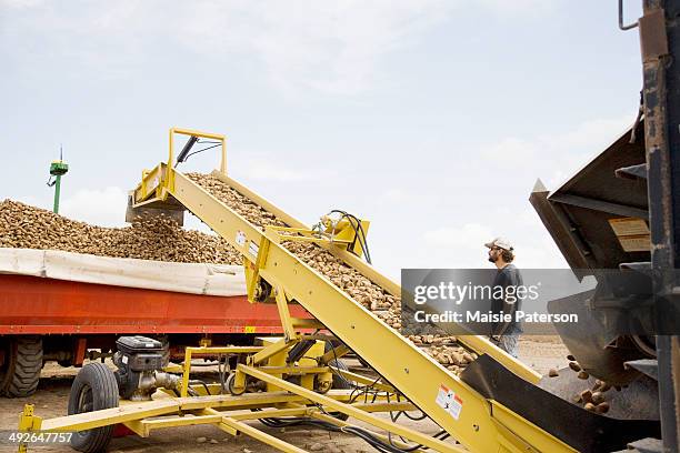 potato harvest, colorado, usa - fall harvest bildbanksfoton och bilder