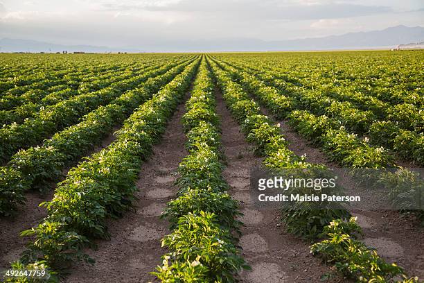 rows of potato plants, colorado, usa - campo arato foto e immagini stock