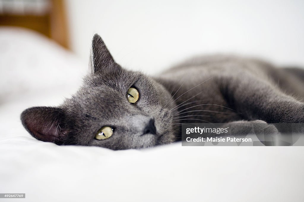 Close-up of gray cat, Colorado, USA