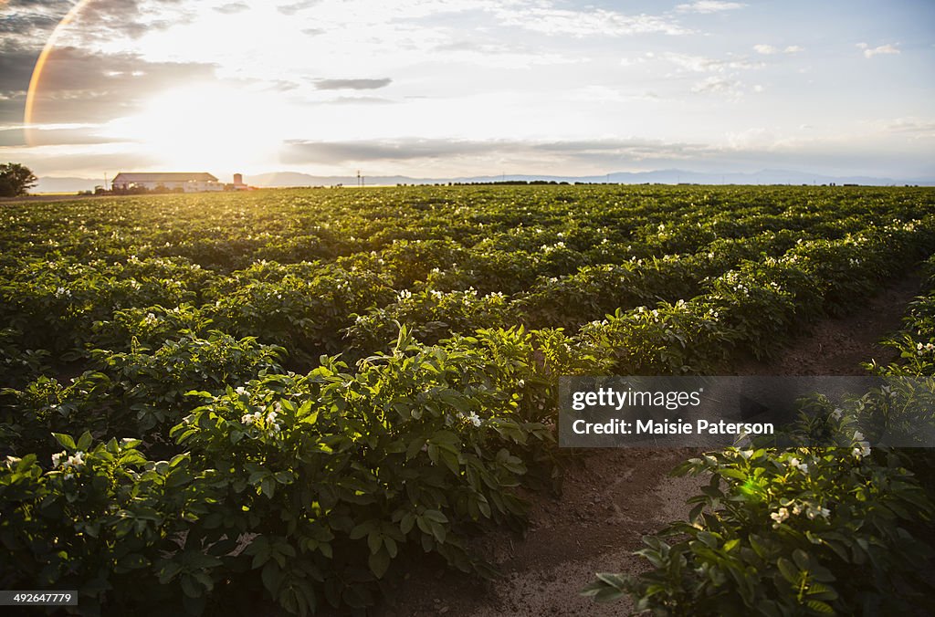 Sunset over potato field, Colorado, USA