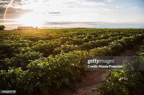 sunset over potato field, colorado, usa - patata cruda foto e immagini stock