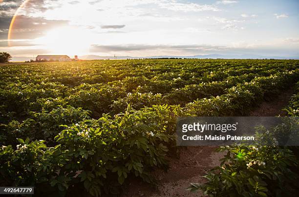sunset over potato field, colorado, usa - american potato farm stockfoto's en -beelden