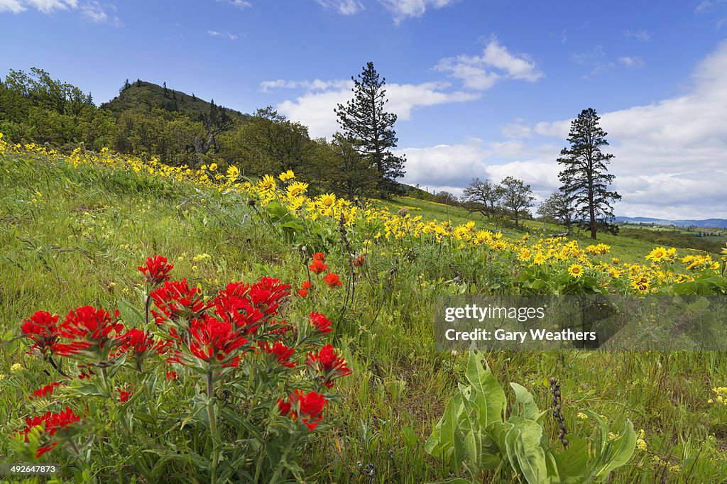 Flowers on meadow, Rowena Crest, Oregon, USA