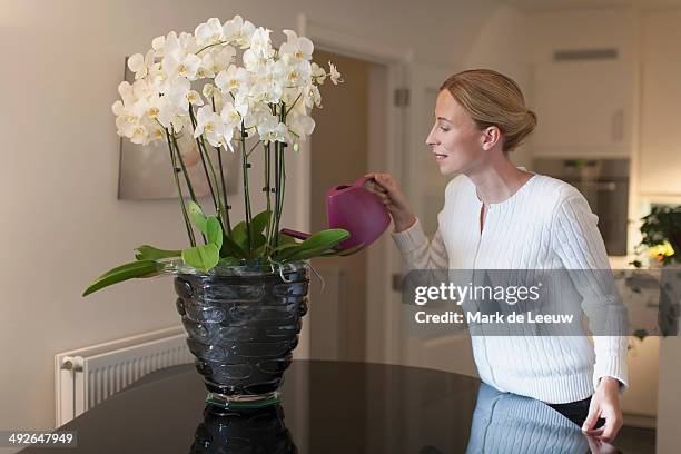 woman watering orchid, hoogstraten, belgium - watering pot stock pictures, royalty-free photos & images