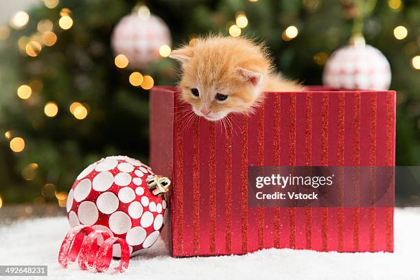 kitten in red box at christmas - christmas kittens 個照片及圖片檔