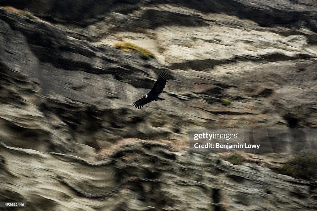 Wildlife of Chile's Torres Del Paine National Park