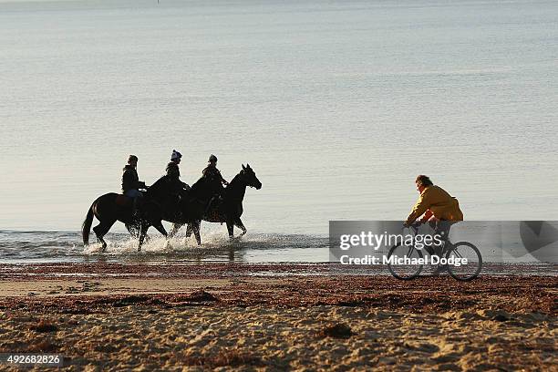 Horses walk through the water as a local bike rider goes by at Balnarring Beach on October 15, 2015 in Melbourne, Australia. Balnarring Beach is a...