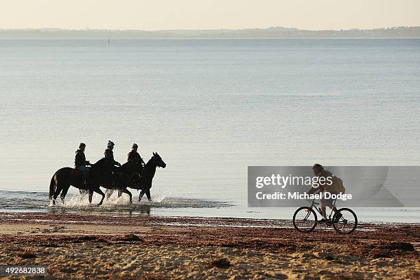 Horses walk through the water as a local bike rider goes by at Balnarring Beach on October 15, 2015 in Melbourne, Australia. Balnarring Beach is a...