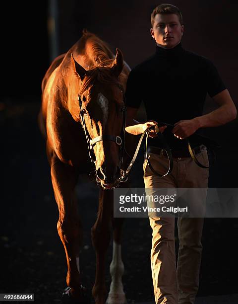 Criterion is walked around the parade ring after a trackwork session at Moonee Valley Racecourse on October 15, 2015 in Melbourne, Australia.