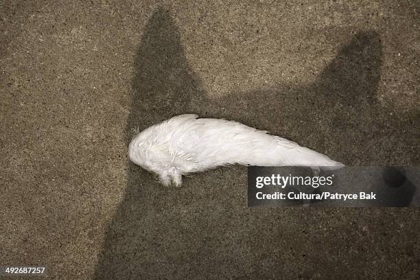 bird wing and shadow of an animal - dead dog fotografías e imágenes de stock