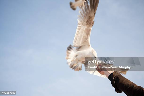 woman feeding gull - herring gull stock pictures, royalty-free photos & images