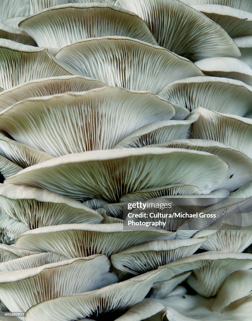 White fungus, close up