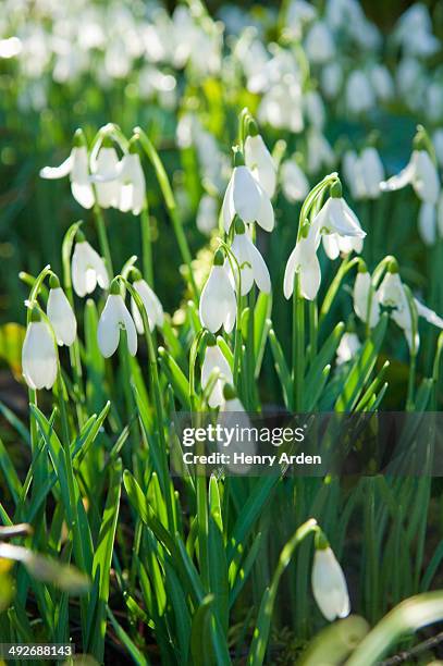 close up of snowdrops in sunlight - snowdrop stock pictures, royalty-free photos & images