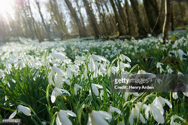 close up of snowdrops and forest - snowdrops stockfoto's en -beelden
