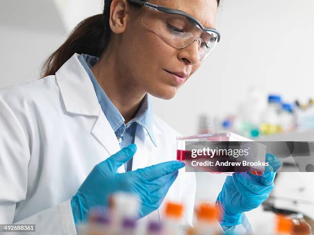 cell biologist holding a flask containing stem cells, cultivated in red growth medium, to investigate diseases - stem cell growth stock pictures, royalty-free photos & images