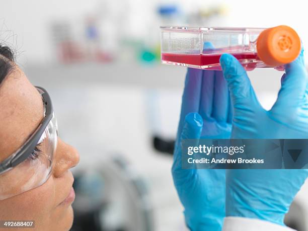 close up of female cell biologist holding a flask containing stem cells, cultivated in red growth medium, to investigate disease - stem cell growth stock pictures, royalty-free photos & images