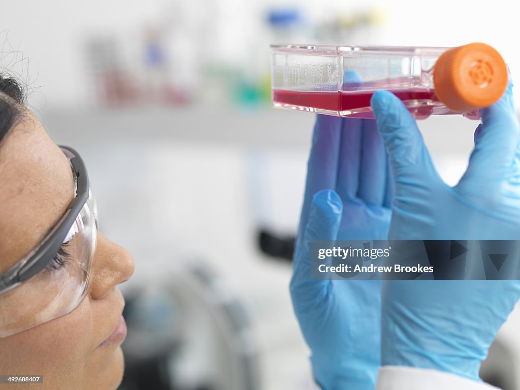 Close up of female cell biologist holding a flask containing stem cells, cultivated in red growth medium, to investigate disease