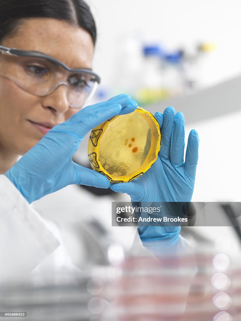 Close up of female scientist viewing cultures growing in petri dishes with a biohazard tape on in a microbiology lab