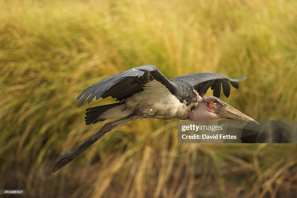 Marabou stork - Leptoptilos crumeniferus, Mana Pools National Park, Zimbabwe