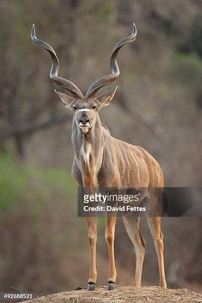 kudu bull - tragelaphus strepsiceros, mana pools national park, zimbabwe - greater kudu stock pictures, royalty-free photos & images