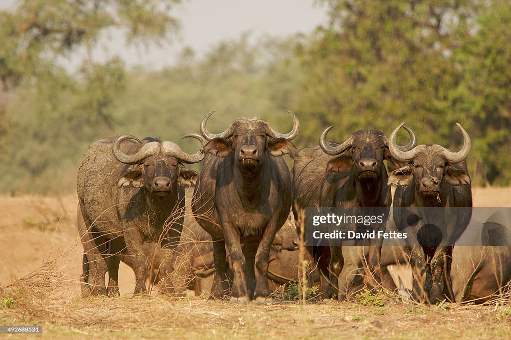 Buffalo - Syncerus caffer - sentry bulls guarding the herd, Mana Pools National Park, Zimbabwe