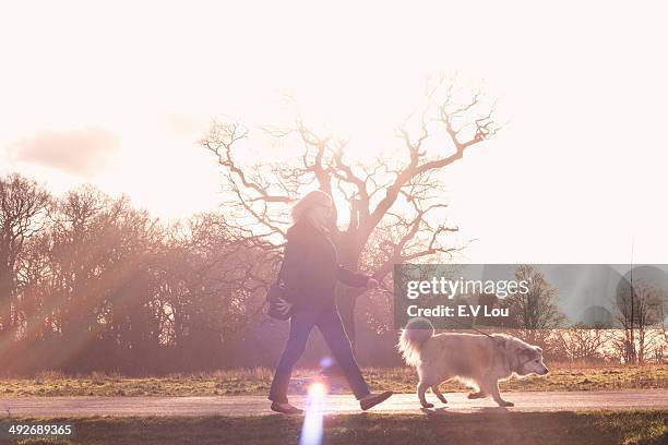 mid adult woman walking her pyrenean mountain dog - windsor stock pictures, royalty-free photos & images