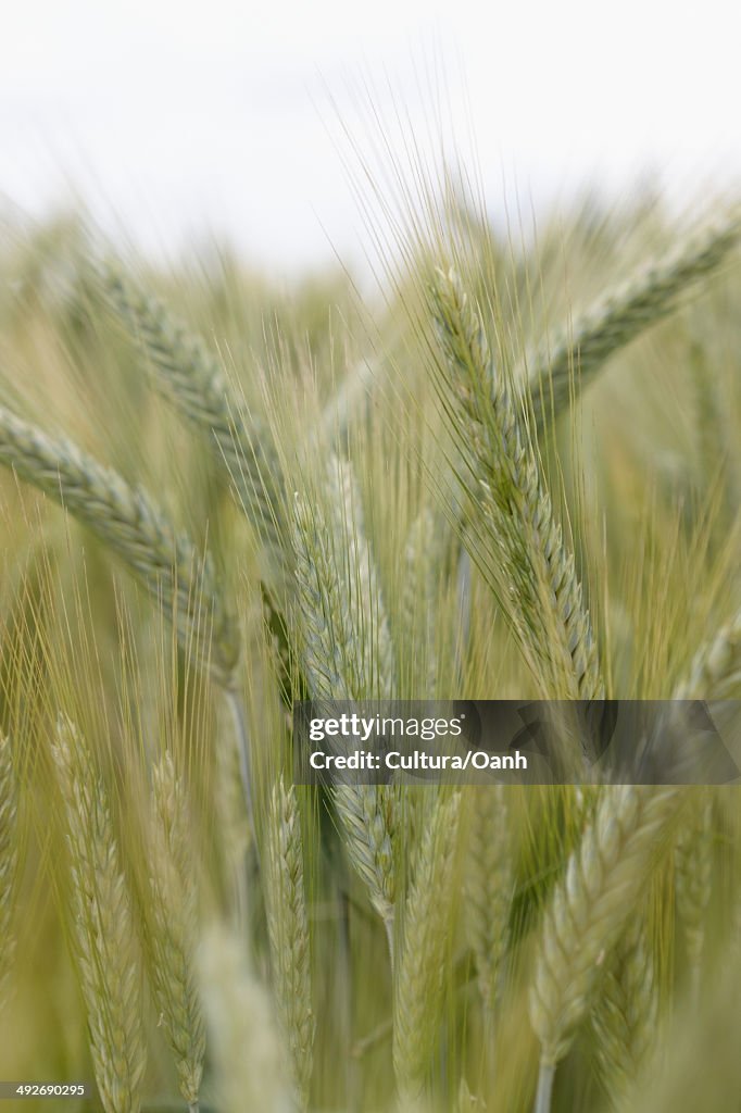 Wheat, close up