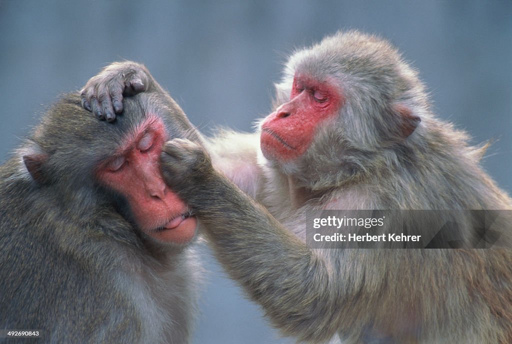 Two Red-faced makaks grooming each other