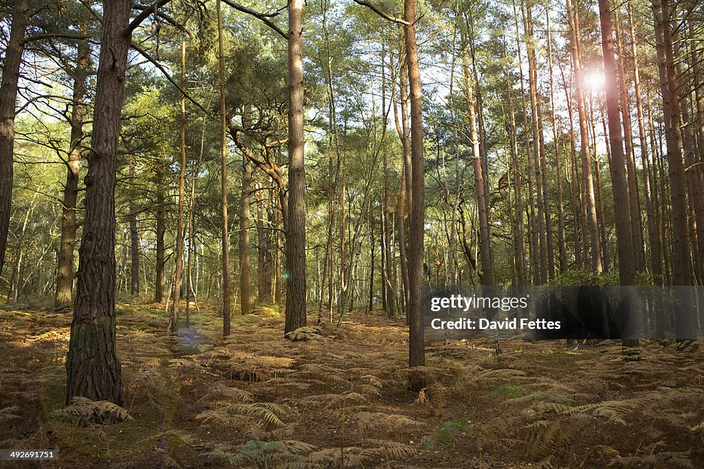 Forest in Surrey, England