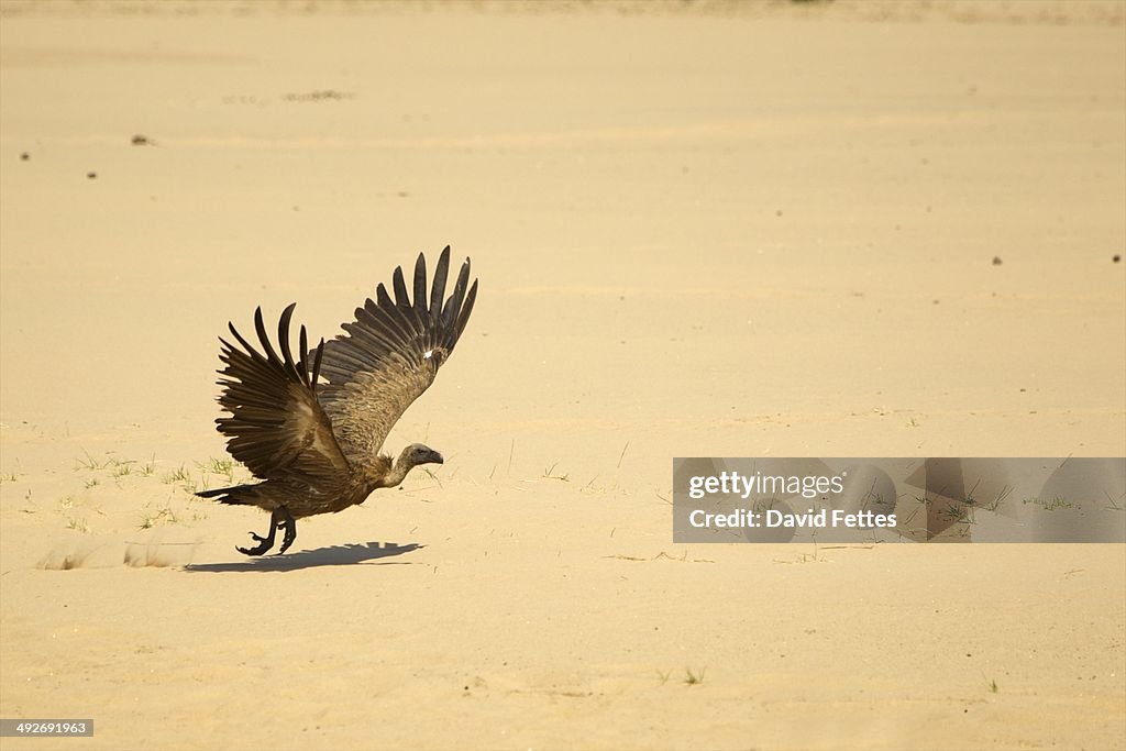 White backed vulture - Gyps africanus - taking off