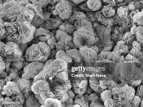 Magnesium Oxide corrosion in pipeline, coated with gold and imaged in SEM Magnesium Oxide corrosion in pipeline, coated with gold and imaged in SEM
