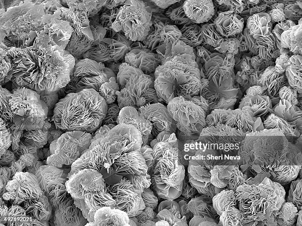 Microscopic Rust Photos and Premium High Res Pictures - Getty Images